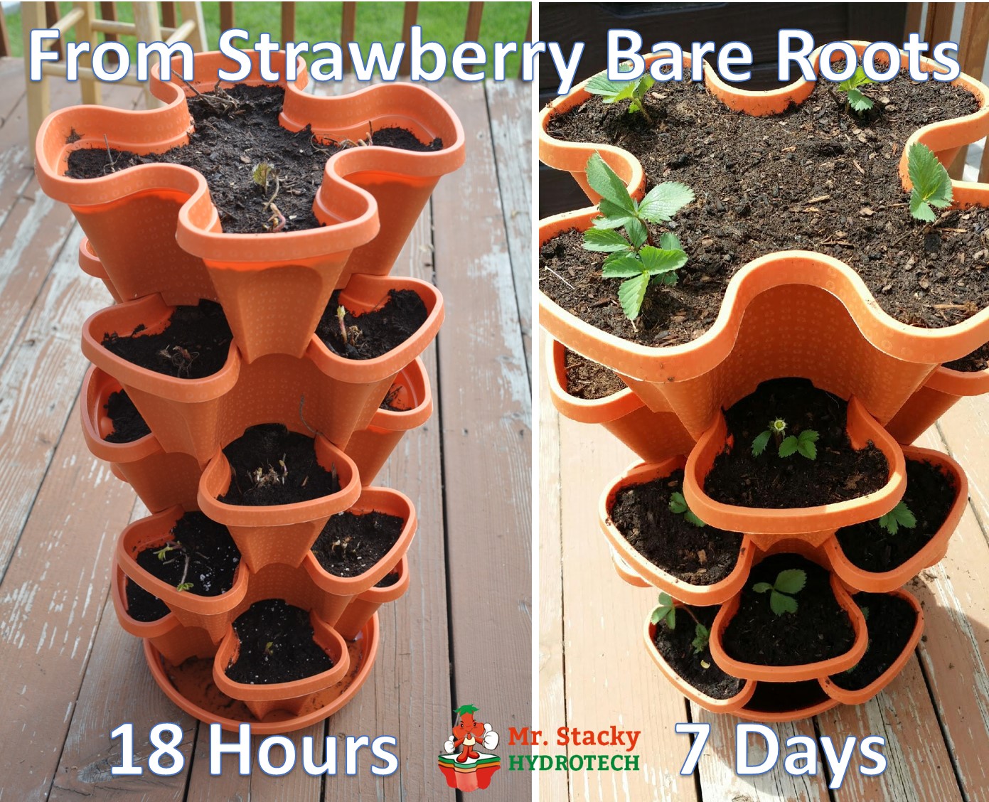 How To Grow Strawberries From Bare Roots